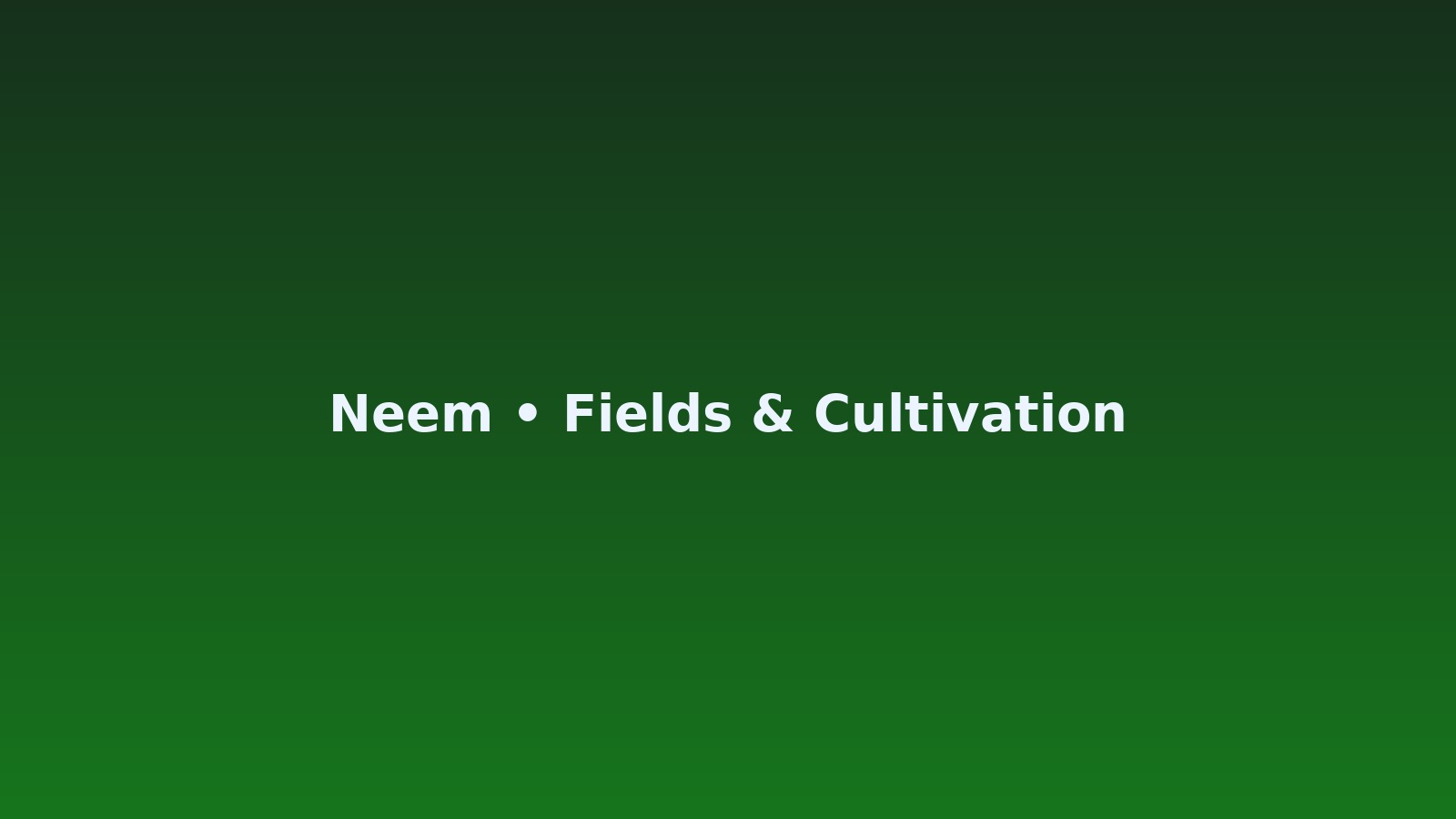 Moroccan fields for neem sourcing